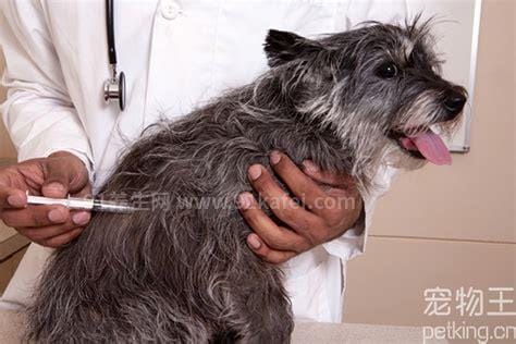 狗打了狂犬疫苗咬人有问题吗
