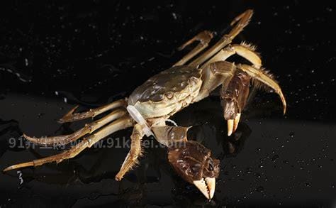 活的大闸蟹怎么保存可以放多久 活的大闸蟹需要怎么保存可以放多久