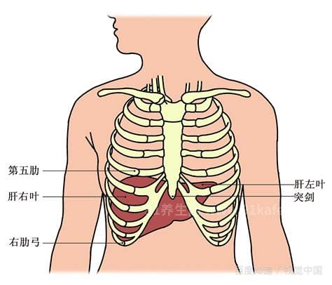心脏在左胸什么位置图