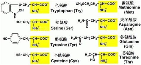 氨基酸是什么