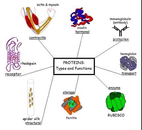 蛋白质的五大生理功能