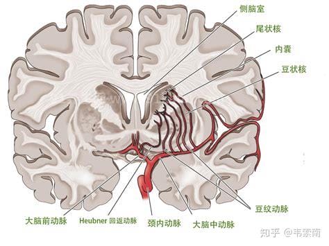 基底节是什么部位