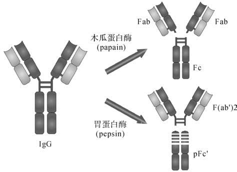 Y球蛋白是什么意思