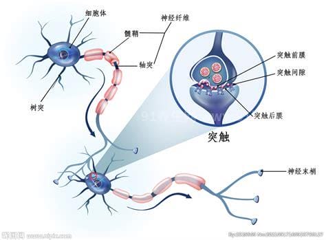 突触只存在于神经元之间吗