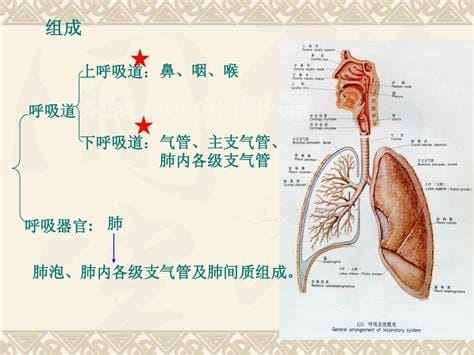 呼吸系统包括哪些