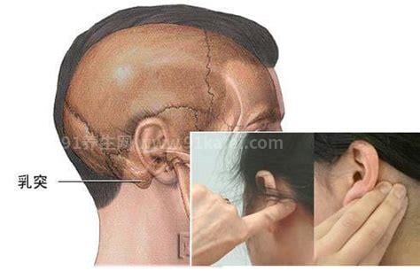 耳乳突在什么位置