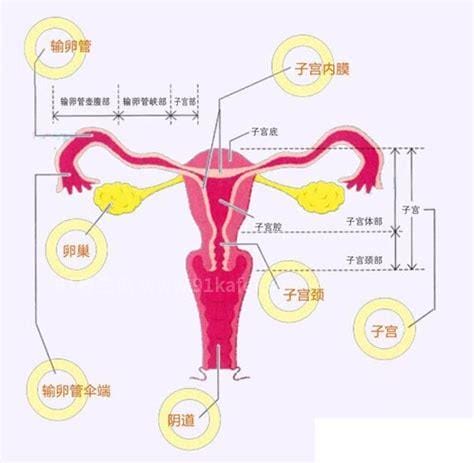 卵巢的位置图片