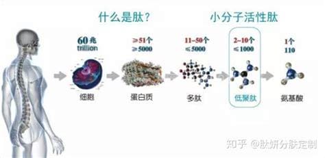 多肽的功效与作用