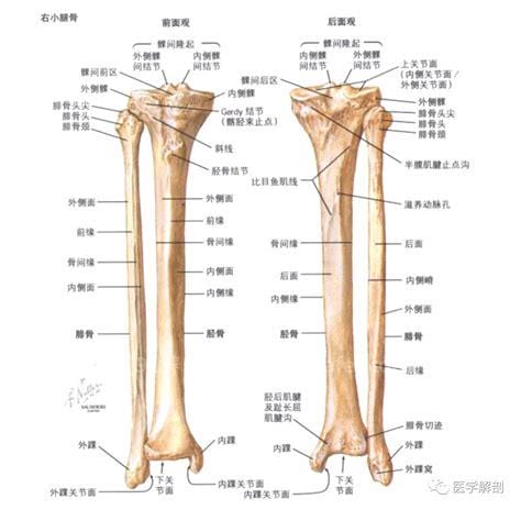 小腿骨包括哪两块骨骼