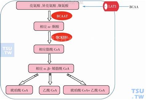 bcaa支链氨基酸的作用和副作用