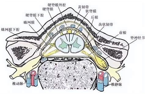 硬膜囊受压可以恢复吗