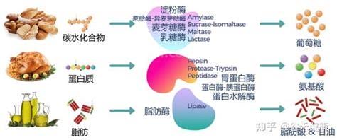 消化酶有哪些