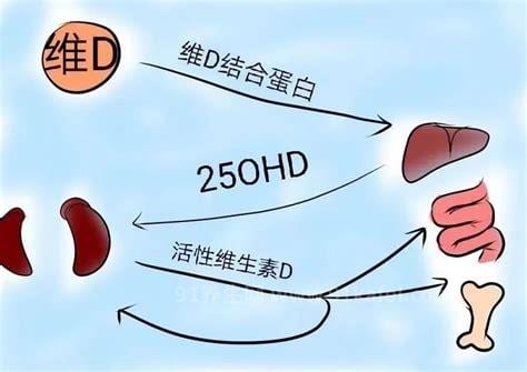 羟基维生素d3是什么意思