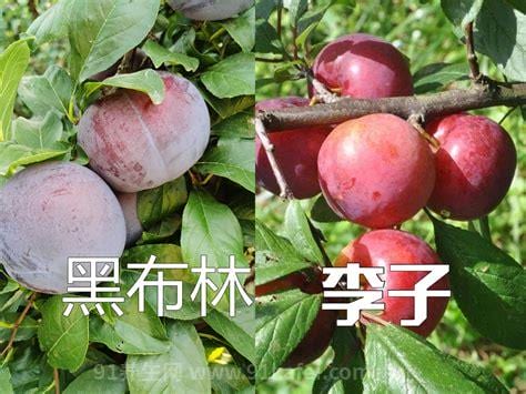 黑布林李子吃了会胖吗