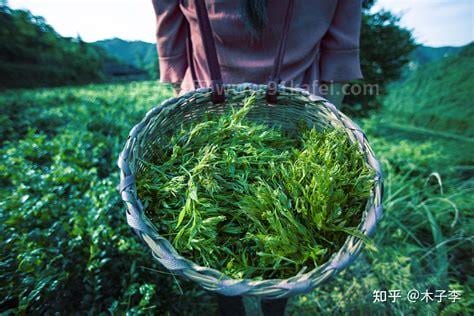 张家界莓茶的功效与作用及禁忌有哪