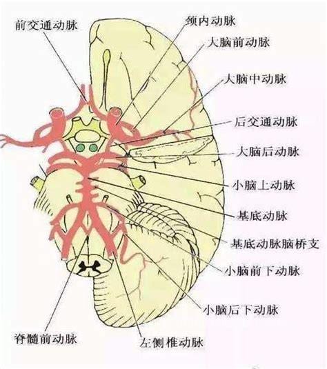 后循环缺血的临床表现和诊断