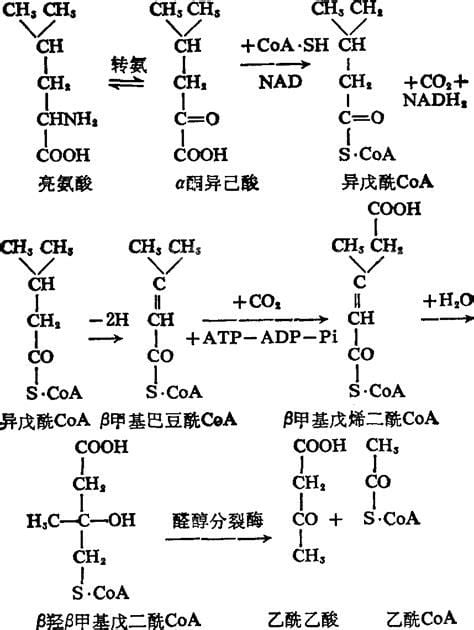 亮氨酸的功效和副作用