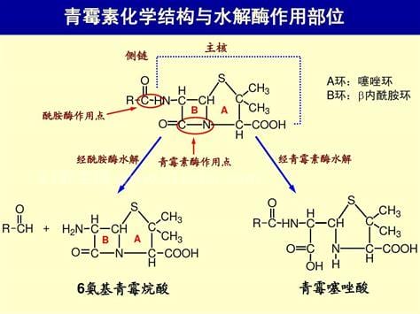 β-内酰胺类抗生素有哪些