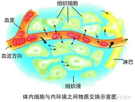 细胞液和细胞内液的区别