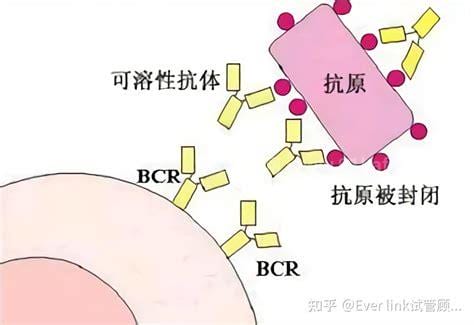 封闭抗体是什么原因导致的