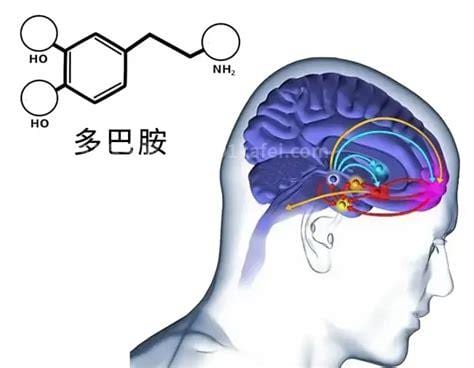 提高多巴胺的方法