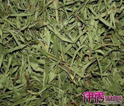 毛冬青茶叶的功效与作用及副作用