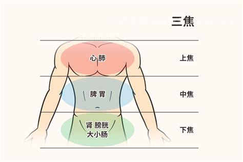 六腑三焦指的是什么器官