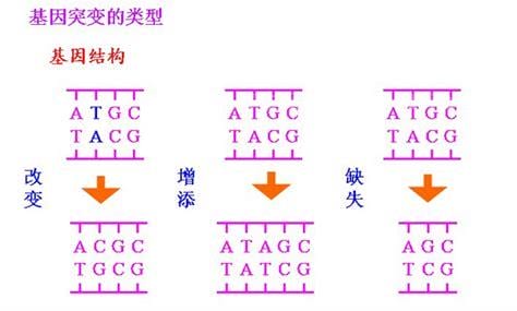 什么是基因突变？