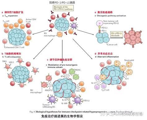 张学敏：巨噬细胞为癌症治疗带来新希