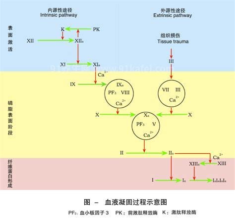 凝血因子是什么