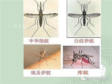 发疟子是什么症状怎么治