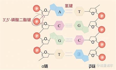 核糖核酸第二代多少钱一支