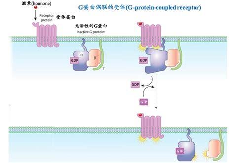 g蛋白的作用？