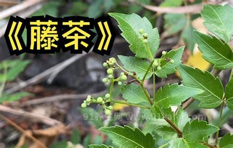 小稀藤茶的功效和作用