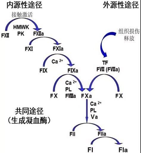 凝血因子Ⅷ高是什么原因