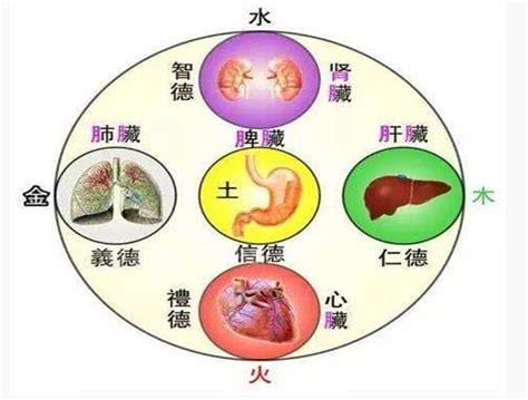 五脏六腑抹蜜糖