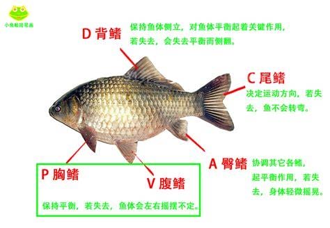 水鱼有什么功效和作用和营养成分