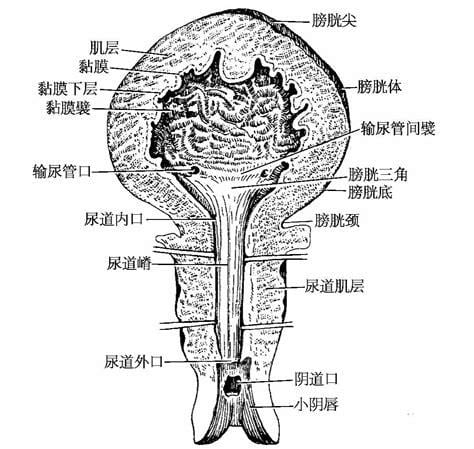 尿道口张开一个口是为什么