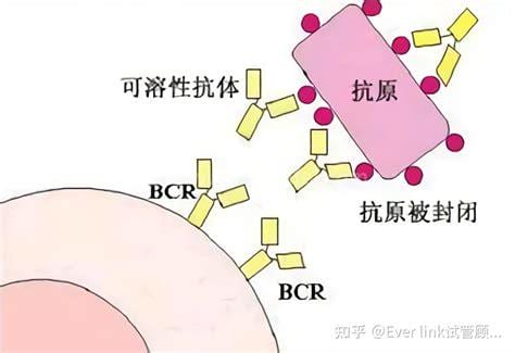 封闭性抗体什么意思