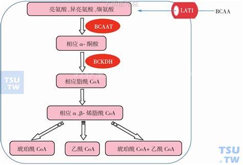 支链氨基酸的作用和副作用