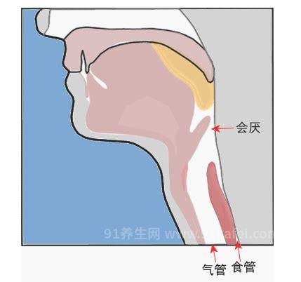 会厌是什么