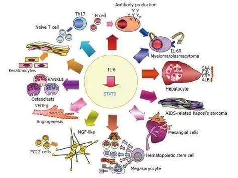 白细胞介素的功效与作用