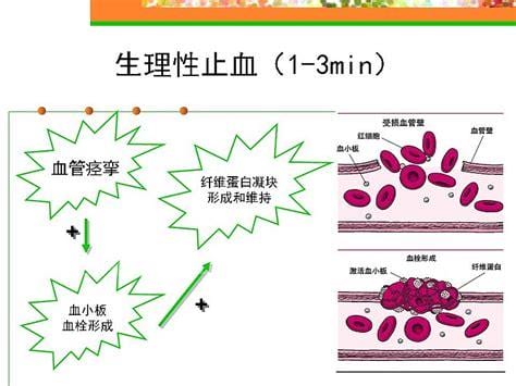 正常血凝块所必需的维生素是什么