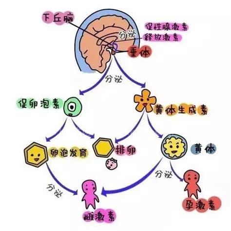 雌性激素分泌过多怎么办