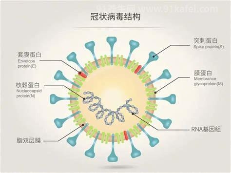 核酸阴性是新型冠状病毒感染吗