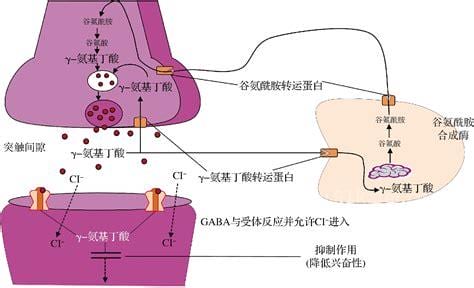 gaba氨基丁酸多久见效