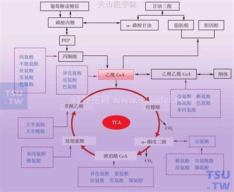 氨基酸代谢异常怎么治疗