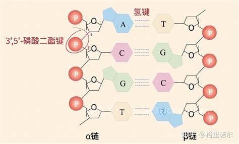 脱氧核糖核酸是什么