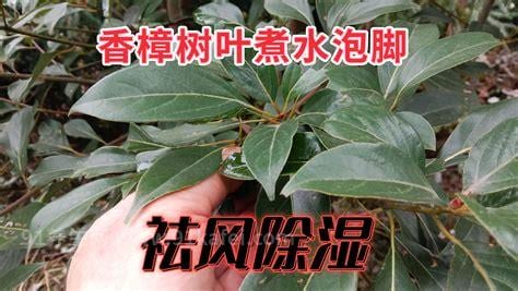 香樟树叶子煮水洗澡有毒吗