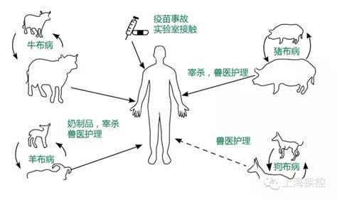 布鲁氏杆菌病会死人吗